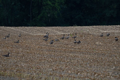 Branta canadensis