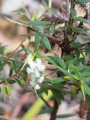 Leucopogon