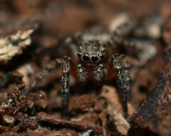 Mexigonus morosus