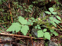 Tiarella trifoliata trifoliata