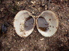 Clinocardium nuttallii