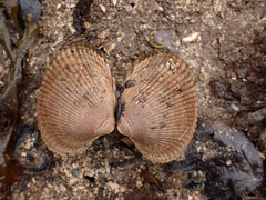 Clinocardium nuttallii