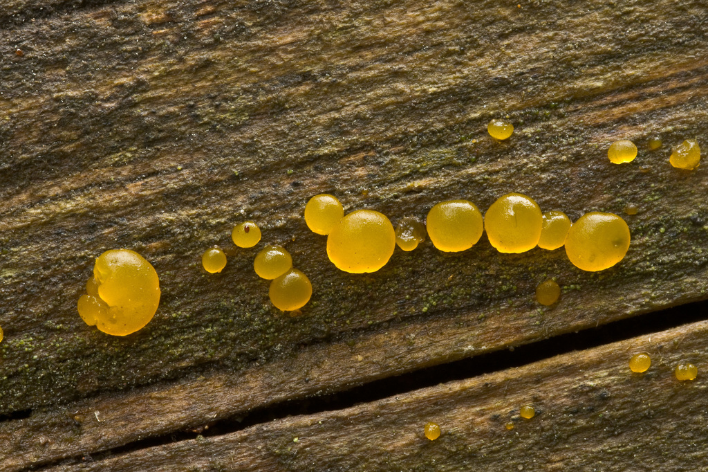 Dacrymyces deliquescens