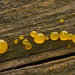 Dacrymyces deliquescens - Photo (c) Sarah Gregg, algunos derechos reservados (CC BY-NC-SA)