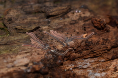 Gosodesmus claremontus