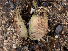 Clinocardium nuttallii