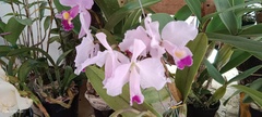 Cattleya trianae