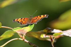 Polygonia oreas