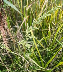 Beckmannia syzigachne