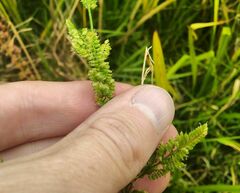 Beckmannia syzigachne