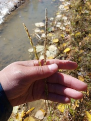 Beckmannia syzigachne