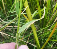 Beckmannia syzigachne