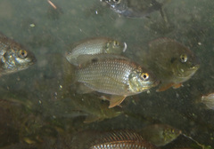 Pseudocrenilabrinae