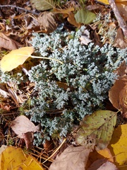 Stereocaulon saxatile