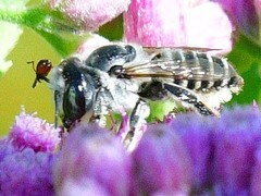 Megachile parallela