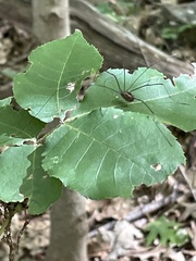 Leiobunum