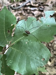 Leiobunum