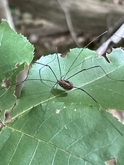 Leiobunum