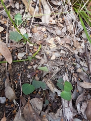 Pentapeltis silvatica