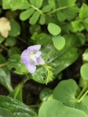 Bonnaya ruelloides
