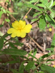 Hibbertia furfuracea