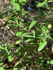Hibbertia furfuracea