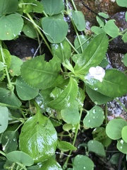 Bonnaya ruelloides