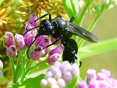 Sphecinae