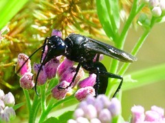 Sphecinae