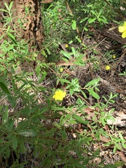 Hibbertia furfuracea