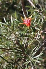 Lambertia formosa