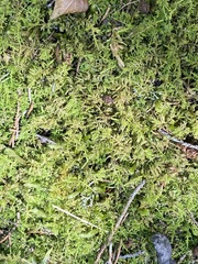 Thuidium