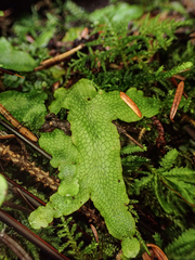 Conocephalum conicum