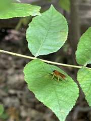 Theronia