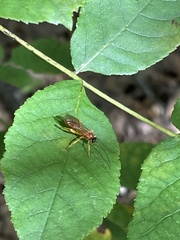 Theronia