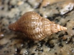 Nucella