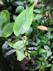 Rhynchoglossum obliquum