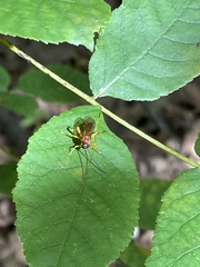 Theronia