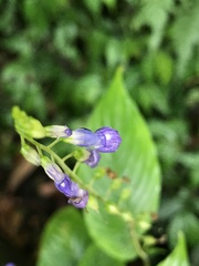 Rhynchoglossum obliquum