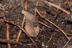 Mexigonus morosus