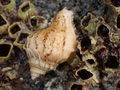 Nucella lamellosa