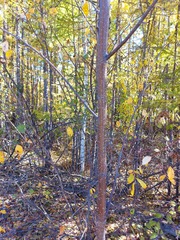 Alnus hirsuta