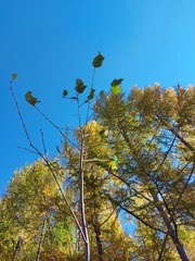 Alnus hirsuta