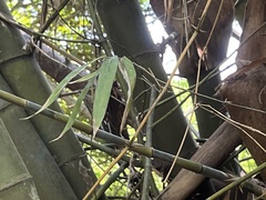 Bambusa stenostachya