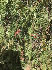 Schinus molle