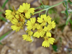 Psilostrophe tagetina