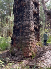 Eucalyptus jacksonii