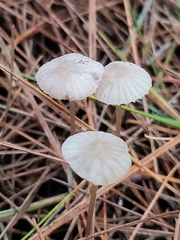 Mycetinis scorodonius