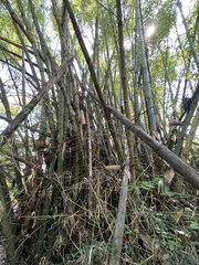 Bambusa stenostachya