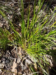 Lomandra drummondii